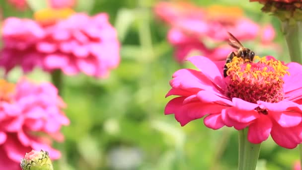 Méh repül, és sétára a sárga virág, hd klip — Stock videók