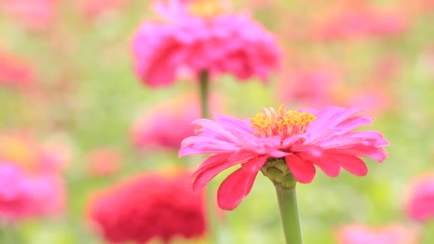 Mouche d'abeille et marcher sur la fleur jaune, clip hd — Video