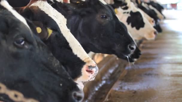 Vacas de ordeño en la granja, clip de alta definición, la industria de la leche . — Vídeos de Stock