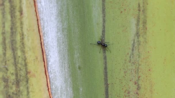 Black ant walk pass green tree.High definition clip. — Stock Video