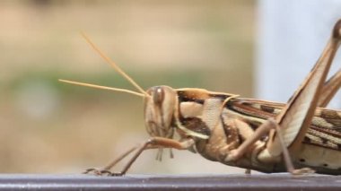 Çekirge yürüyüş, makro closeup hd klip.