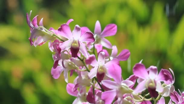 Pobočka růžová orchidej s pozadím zelené a vodní kapky. — Stock video