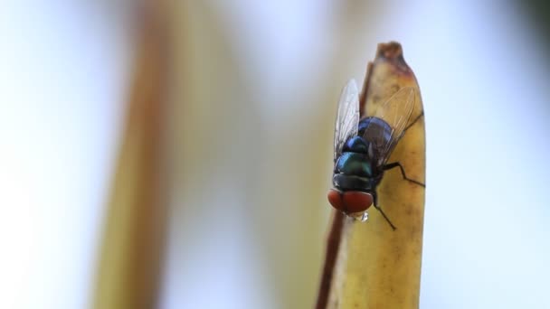 Une grande mouche accrocher à la branche.Clip haute définition . — Video