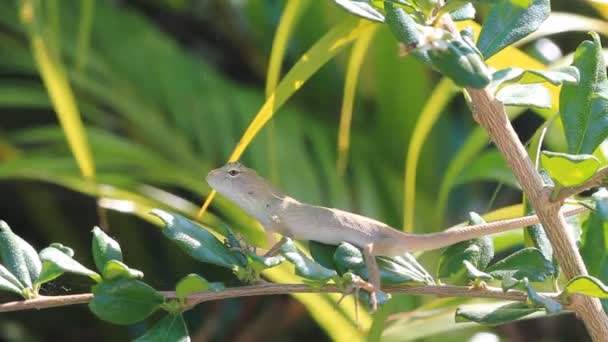 Thai lizard on tree branch.High definition clip. — Stock Video