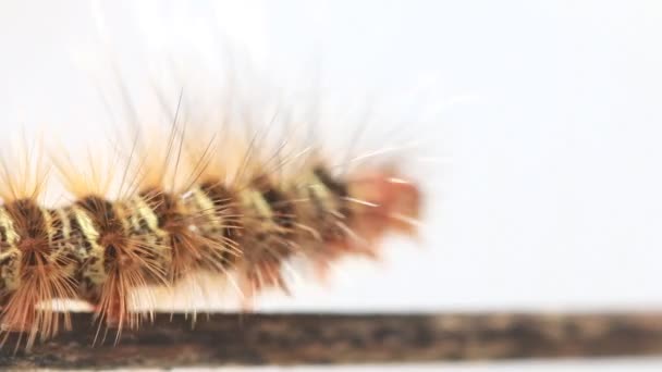 Caterpillar tahta çubuğa Hd klip yürüyüş. — Stok video