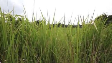 Manzara yeşil çim sahası, Khao Yai Milli Parkı, Tayland. Dolly vurdu.