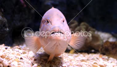 Toplama montaj seti, akvaryumda balık