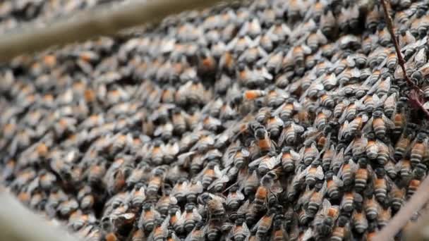 Set Sammlung Montage, Nahaufnahme von Honigbienen in einem Schwarm machen einen Bienenstock Hintergrund. — Stockvideo