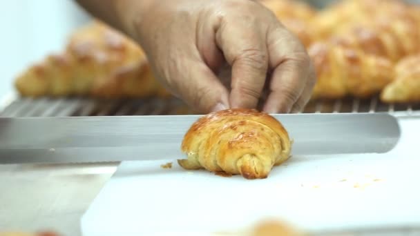 Set collection montage, croissant cutting, kitchen background — Stock Video