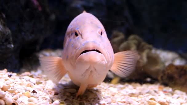 Set collectie montage, vis in het aquarium — Stockvideo