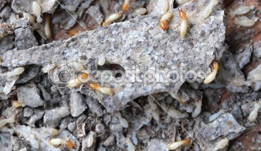 Toplama montaj, termitler veya beyaz karıncalar ahşap bir tahta üzerinde makro ayarla.