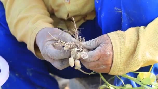 Ställa in samling montage, närbild på jordnötter i bonden hand, arbetar inom området. — Stockvideo