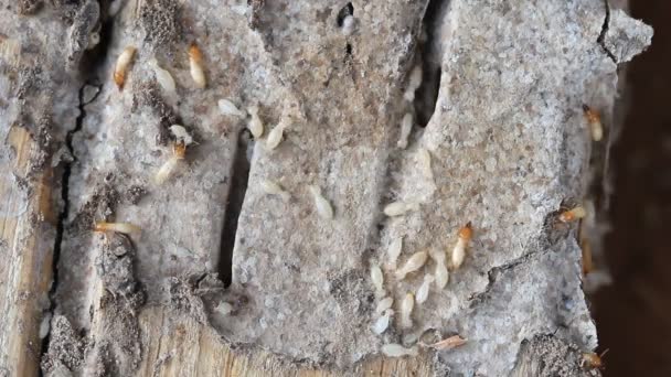 Set Sammelmontage, Makro von Termiten oder weißen Ameisen auf einem Holzbrett. — Stockvideo