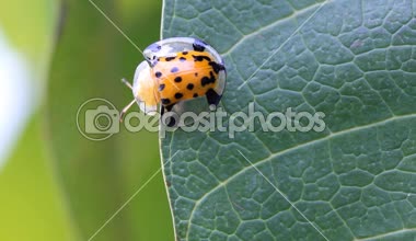 Toplama montaj, makroyu kapat uğur böceği yeşil yaprak, yeşil zemin üzerine oluşturan ayarla.