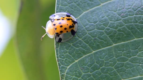 Set collection montage,macro close up ladybug on green leaf, green background. — Stock Video