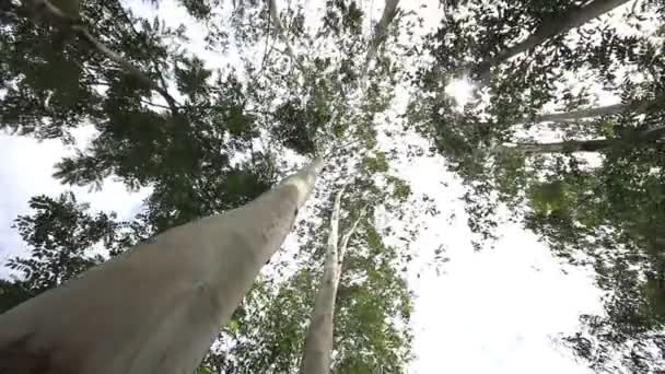 Eucalyptus boom in de wind, Dolly schot. — Stockvideo