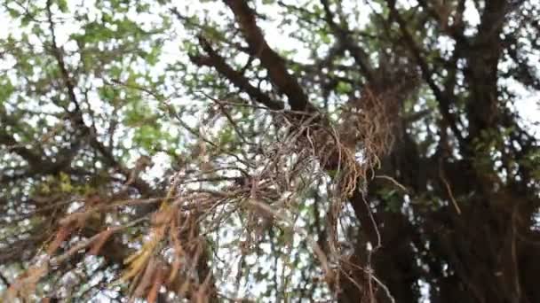 Racine d'arbre de Banyan, tir de Dolly .