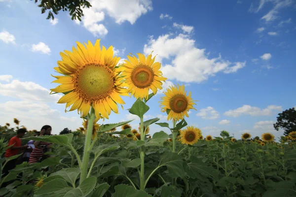 Sunflower field. — Stock Photo, Image