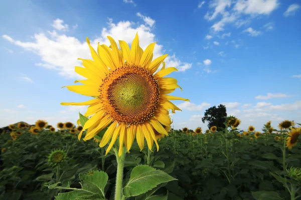 Campo di girasole . — Foto Stock