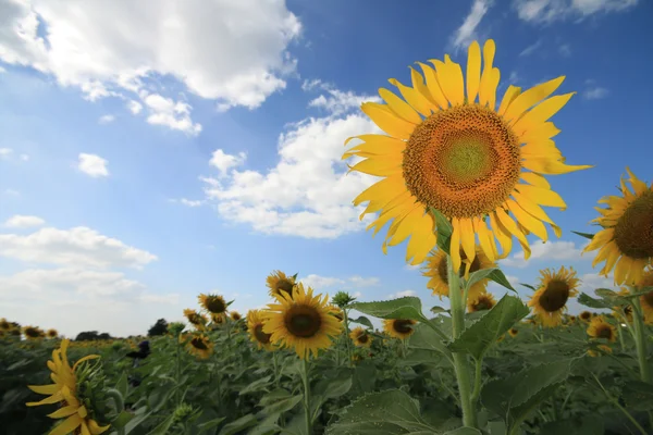 Campo di girasole . — Foto Stock