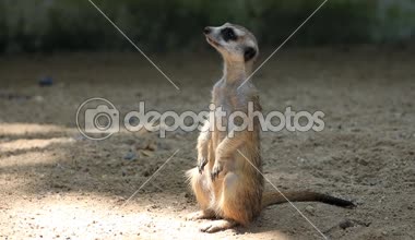 Şirin fundalıklardır aile, Hd klip.