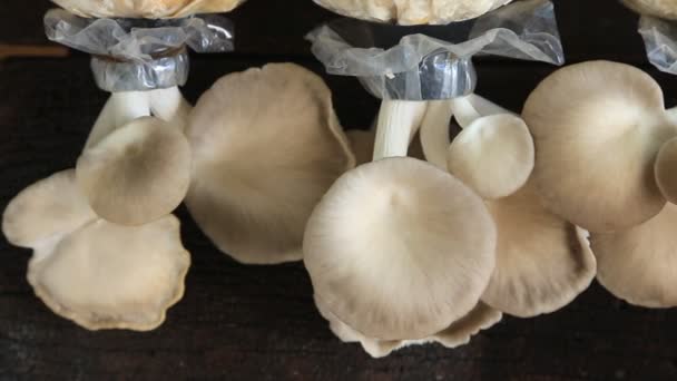Oyster mushrooms and cultivation, slide dolly shot. — Stock Video