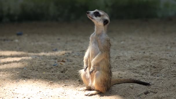 Mignonne famille des suricates, Clip HD . — Video