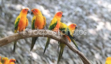 Şirin güneş Conure papağan kuş grubu ağaç dalı, Hd klip