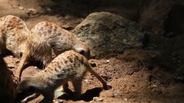 Bonito família meerkats, HD Clip . — Vídeo de Stock