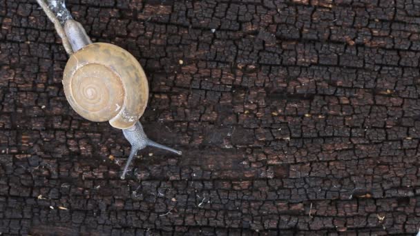 Macro close up snail slips on wood floor. — Stock Video