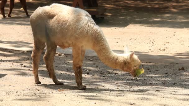 Carino bianco Alpaca mangiare foglia, clip HD . — Video Stock