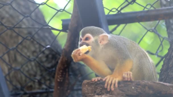 Белка обезьяна на ветке дерева, HD Clip — стоковое видео