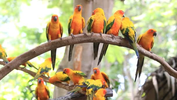 Cute Sun Conure parrot bird group on tree branch, HD Clip