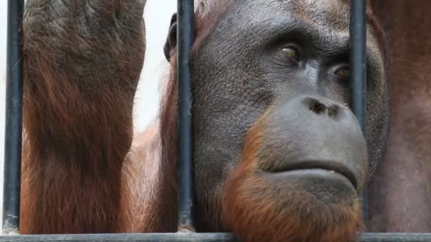 Close-up van grote orang-oetan in kooi, Hd Clip. — Stockvideo