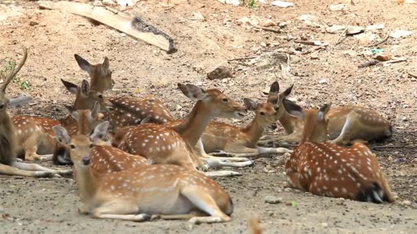 Chital, Cheetal, Spotted nebo Axis jelen odpočívající na zemi, HD klip — Stock video