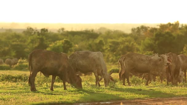 Vaca no campo e verme céu à noite com luz — Vídeo de Stock