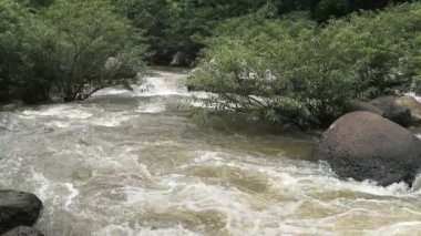 Chital, Cheetal, Benekli veya Axis geyiği yerde dinleniyor, HD Klip