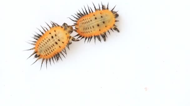 Лавальная стадия жука или инсектицида, желтая с шипом, на белом фоне . — стоковое видео
