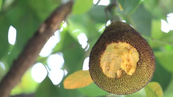 Jackfruit green leaves background. — Stock Video