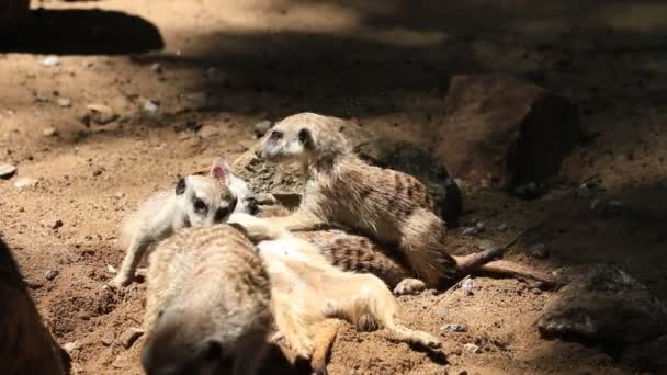 Χαριτωμένο meerkats οικογένεια, Hd κλιπ. — Αρχείο Βίντεο