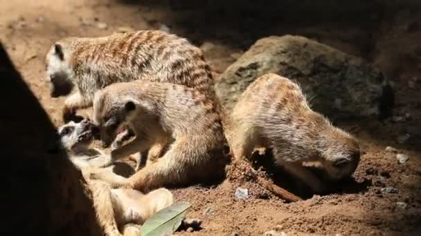 Χαριτωμένο meerkats οικογένεια, Hd κλιπ. — Αρχείο Βίντεο