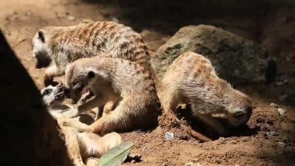 可爱的猫鼬家庭，高清剪辑. — 图库视频影像