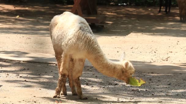Carino bianco Alpaca mangiare foglia, clip HD . — Video Stock