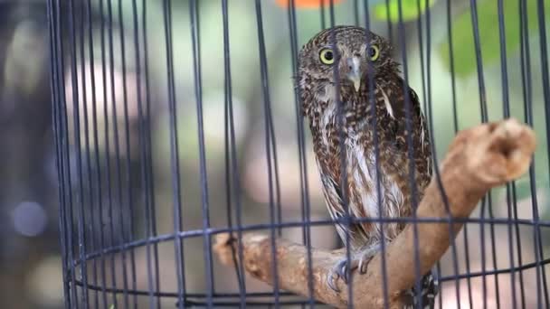 Tutup owlet berkerah, Burung hantu kerdil berkerah di sangkar burung, Klip HD . — Stok Video