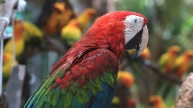 Sevimli kırmızı ve yeşil bir şube, Hd klip dinlenme Amerika papağanı papağan kuş.