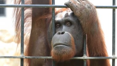 Kafes, büyük orangutan kadar Hd klip kapatın.