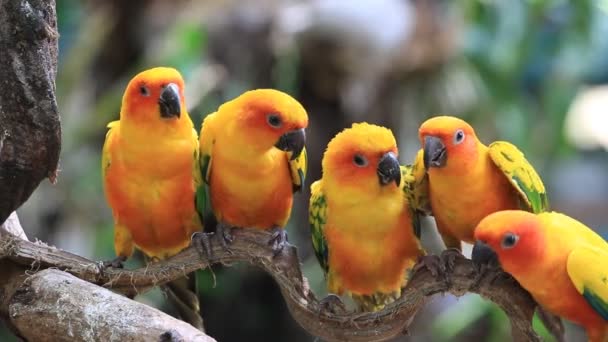 Cute Sun Conure Parrot bird group on tree branch, HD Clip — стоковое видео