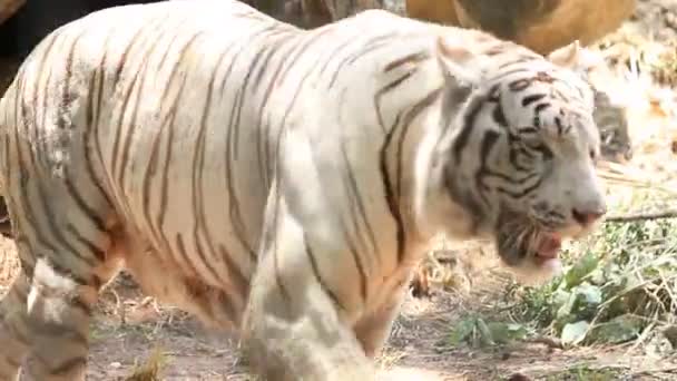 Un tigre blanco caminando merodeando por una cresta — Vídeo de stock