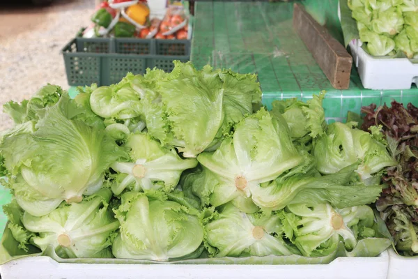 Fresh green lettuce — Stock Photo, Image