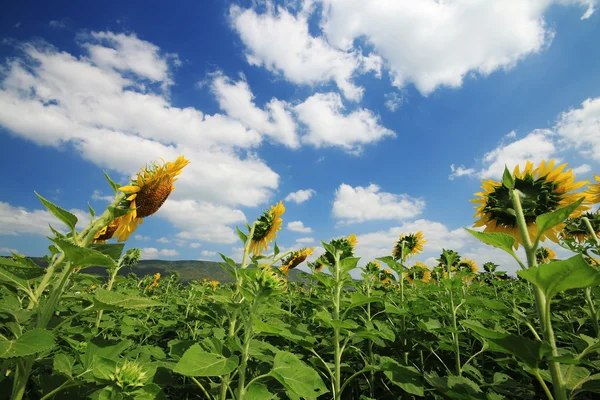 Sun flower field. — Stock Photo, Image
